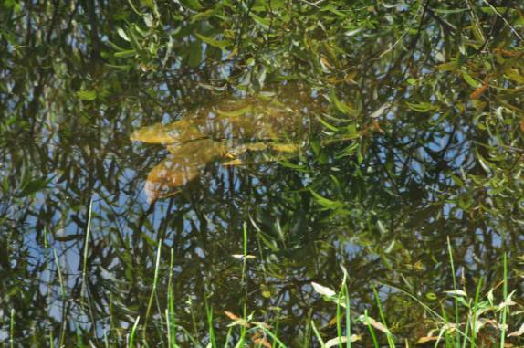 Tartaruga nada em brejo no Parque Nacional Everglades, no sul da Flórida, nos Estados Unidos